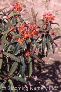 Euphorbia griffithii 'Fern Cottage'               